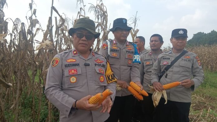 Polsek Cipeundeuy Polres Subang Panen Raya Jagung 2 Hektare, Dukung Swasembada Pangan