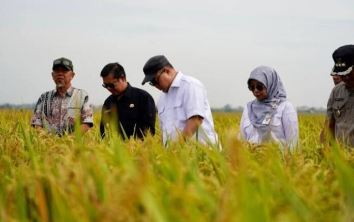 Panen Perdana di Subang, CV Fiona Benih Mandiri Perkuat Distribusi Benih Unggul BRIN Berbasis Teknologi Nuklir