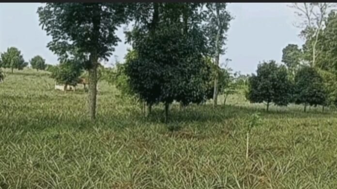 Ratusan Hektare Kebun Nanas di Subang Jadi Pembibitan Tebu, Petani Pertanyakan Kompensasi